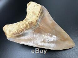 Investment grade 5.27 Indonesian MEGALODON Fossil Shark Teeth, REAL tooth