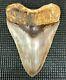 Investment Grade 5.67 Indonesian Megalodon Fossil Shark Teeth, Real Tooth