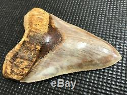 Investment grade 5.67 Indonesian MEGALODON Fossil Shark Teeth, REAL tooth