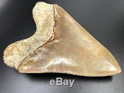 Investment grade 5.9 Indonesian MEGALODON Fossil Shark Teeth, REAL tooth