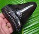 Jet Black Megalodon Shark Tooth 4 & 13/16 With Free Stand Real Fossil