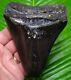 Jet Black Megalodon Shark Tooth 4 & 13/16 With Free Stand Real Fossil