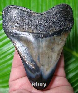 JET BLACK MEGALODON SHARK TOOTH 4 & 13/16 with FREE STAND REAL FOSSIL