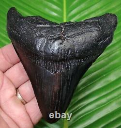 JET BLACK MEGALODON SHARK TOOTH 4 & 9/16 in. REAL FOSSIL NATURAL QUALITY