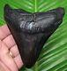 Jet Black Megalodon Shark Tooth 4 & 9/16 In. Real Fossil Natural Quality