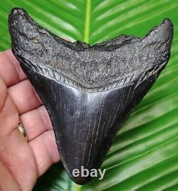 JET BLACK MEGALODON SHARK TOOTH 4 & 9/16 in. REAL FOSSIL NATURAL QUALITY