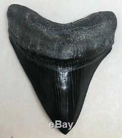 Jet Black Large Highly Pathological Megalodon Fossil Shark Tooth In Gem Cond