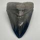 Jet Black Color, Amazing Shape 4.42 Fossil Megalodon Shark Tooth