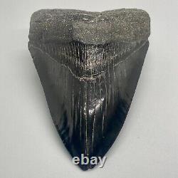 Jet black color, amazing shape 4.42 Fossil MEGALODON Shark Tooth
