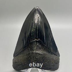 Jet black color, amazing shape 4.42 Fossil MEGALODON Shark Tooth