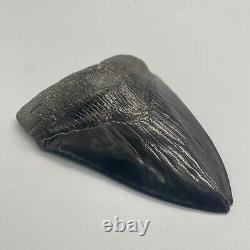 Jet black color, amazing shape 4.42 Fossil MEGALODON Shark Tooth