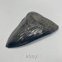 Jet black color, amazing shape 4.42 Fossil MEGALODON Shark Tooth