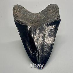 Jet black color, amazing shape 4.42 Fossil MEGALODON Shark Tooth