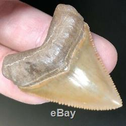Juvenile Megalodon HUBBELL Shark Tooth Fossil from GAINESVILLE FL Teeth