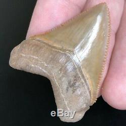 Juvenile Megalodon HUBBELL Shark Tooth Fossil from GAINESVILLE FL Teeth