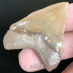 Juvenile Megalodon HUBBELL Shark Tooth Fossil from GAINESVILLE FL Teeth