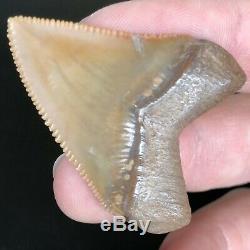 Juvenile Megalodon HUBBELL Shark Tooth Fossil from GAINESVILLE FL Teeth