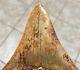 Killer 3.73 X 3.07 Indonesian Megalodon Shark Tooth Fossil See All Pics