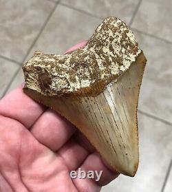 Killer 3.73 x 3.07 Indonesian Megalodon Shark Tooth Fossil SEE ALL PICS