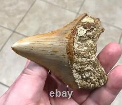 Killer 3.73 x 3.07 Indonesian Megalodon Shark Tooth Fossil SEE ALL PICS