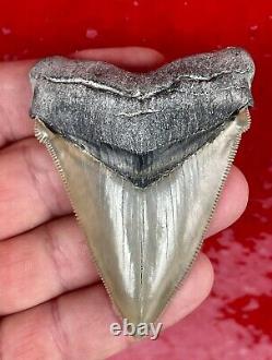 Killer Aurora Chubutensis, Megalodon Ancestor Shark Tooth, Miocene, N. Carolina