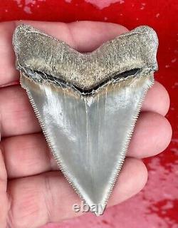 Killer Aurora Chubutensis, Megalodon Ancestor Shark Tooth, Miocene, N. Carolina