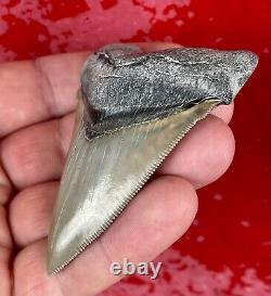 Killer Aurora Chubutensis, Megalodon Ancestor Shark Tooth, Miocene, N. Carolina