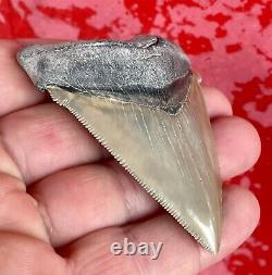 Killer Aurora Chubutensis, Megalodon Ancestor Shark Tooth, Miocene, N. Carolina