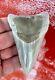 Killer Lower Aurora Megalodon Shark Tooth, Pliocene, North Carolina, 3.87