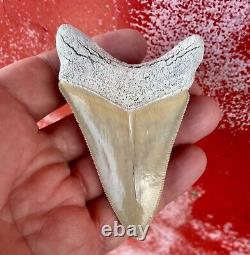 Killer Lower Aurora Megalodon Shark Tooth, Pliocene, North Carolina, 3.87