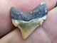 Killer Posterior Lee Creek Chubutensis Shark Tooth Fossil Megalodon