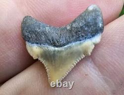 Killer Posterior Lee Creek Chubutensis Shark Tooth Fossil Megalodon