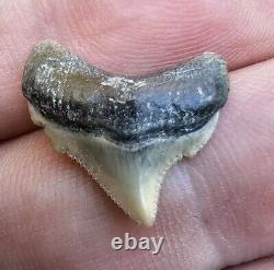 Killer Posterior Lee Creek Chubutensis Shark Tooth Fossil Megalodon