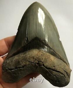 Killer Serrated 4.967 Megalodon Shark Tooth Fossil