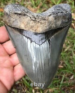Killer Serrated 4.967 Megalodon Shark Tooth Fossil