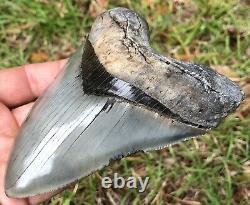 Killer Serrated 4.967 Megalodon Shark Tooth Fossil