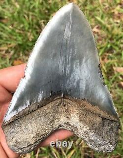 Killer Serrated 4.967 Megalodon Shark Tooth Fossil