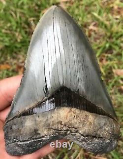 Killer Serrated 4.967 Megalodon Shark Tooth Fossil