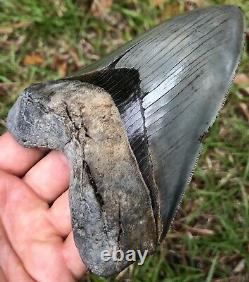 Killer Serrated 4.967 Megalodon Shark Tooth Fossil