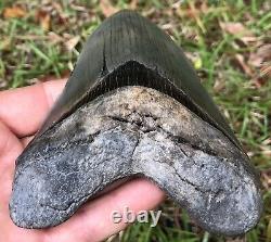 Killer Serrated 4.967 Megalodon Shark Tooth Fossil