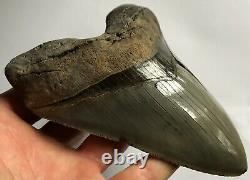 Killer Serrated 4.967 Megalodon Shark Tooth Fossil