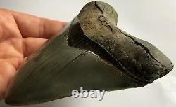 Killer Serrated 4.967 Megalodon Shark Tooth Fossil