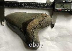 Killer Serrated 4.967 Megalodon Shark Tooth Fossil