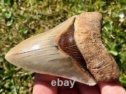 Killer Top 1% 4 Megalodon Shark Tooth Fossil Monster Larger Than Dinosaurs