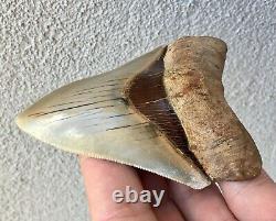 Killer Top 1% 4 Megalodon Shark Tooth Fossil Monster Larger Than Dinosaurs