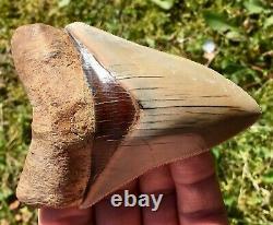 Killer Top 1% 4 Megalodon Shark Tooth Fossil Monster Larger Than Dinosaurs