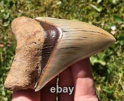 Killer Top 1% 4 Megalodon Shark Tooth Fossil Monster Larger Than Dinosaurs