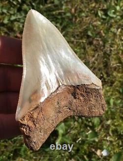 Killer Top 1% 4 Megalodon Shark Tooth Fossil Monster Larger Than Dinosaurs