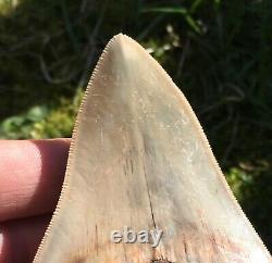 Killer Top 1% 4 Megalodon Shark Tooth Fossil Monster Larger Than Dinosaurs