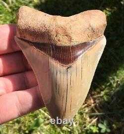 Killer Top 1% 4 Megalodon Shark Tooth Fossil Monster Larger Than Dinosaurs